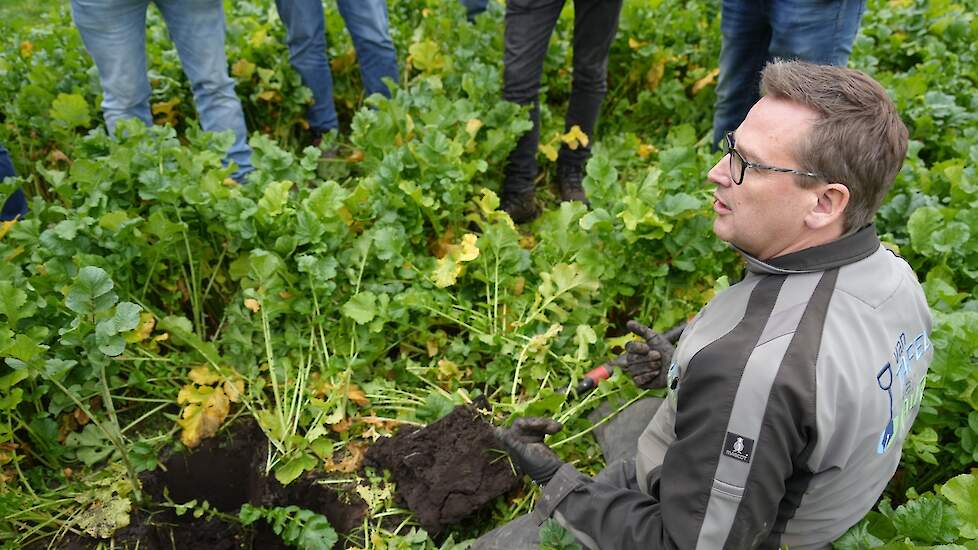 Albert Jan Olijve bekijkt doorworteling groenbemester