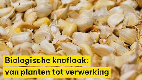 Biologische knoflook: van planten tot verwerking