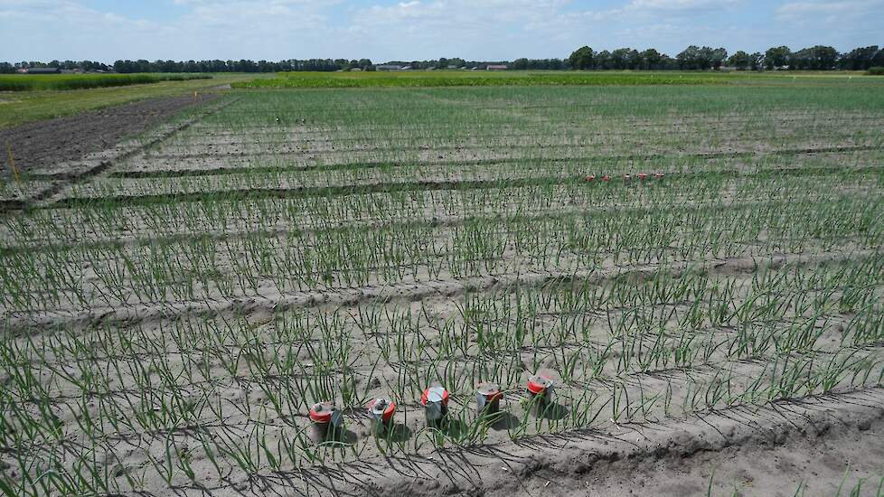 De Groenbemesterdag 2024 - Vredepeel