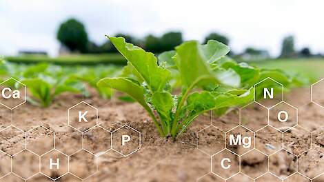 Effect van stikstof op de suikerbietenproductie