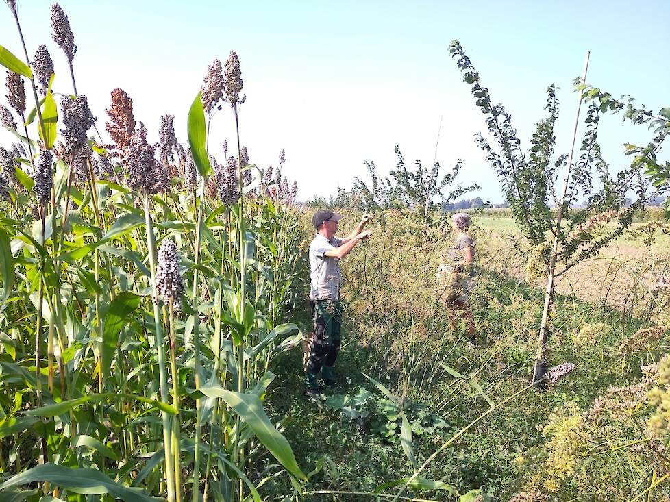 Wilde venkel oogsten onder de pruimenbomen.