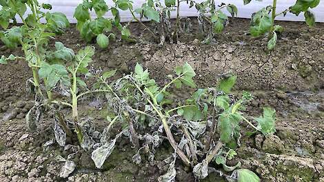 Maart 2024: Phytophthora in vroege aardappelen in kas