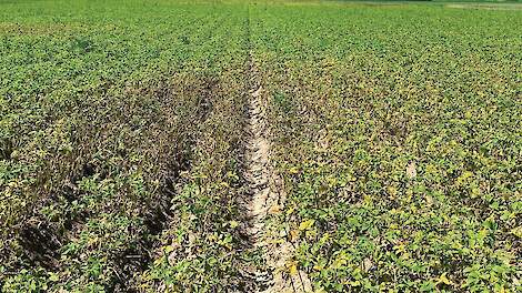 Juni 2024: Phytophthora dreigt uit de klauwen te lopen en paniekgevoel in de aardappelmarkt