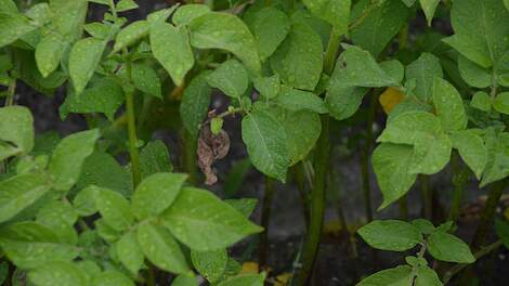 Juli 2024: Phytophthora duwt biologische aardappelteler naar gangbaar