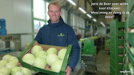 Witte kool: jaarrond levering