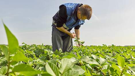 Flinke toename van bladrol in 2024, bacterie voornaamste reden voor verlaging