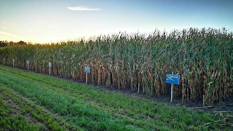 Dekalb staat voor zeer stabiele maïsrassen