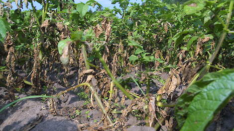 Stelling: Rassen met verbeterde resistenties tegen phytophthora moeten we niet langer beschikbaar stellen aan biologische telers