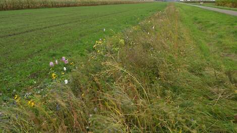 'Natuurinclusief boeren heeft voorlopig nog beheersvergoeding en pachtverlaging nodig'