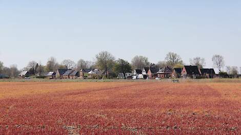 Overijsselse gemeente verbiedt nieuwe pachters glyfosaat te gebruiken