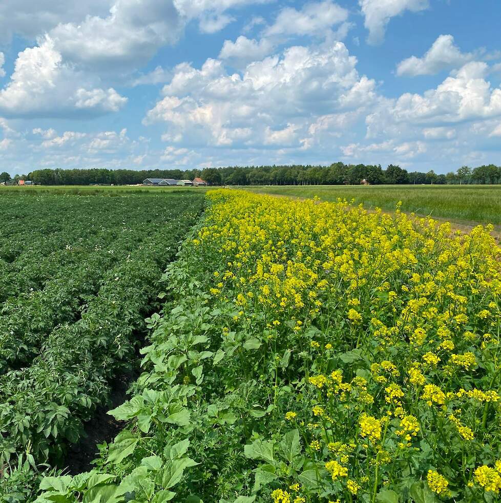 Greencover NKG gezaaid op een bufferstrook