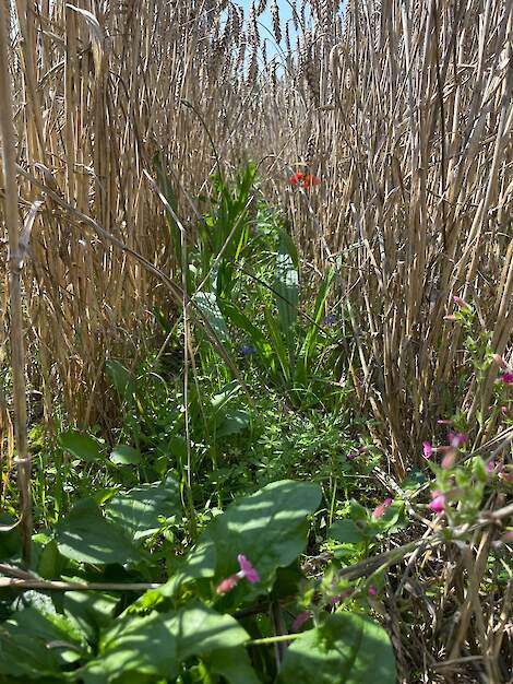 CRF Controlled Row Farming