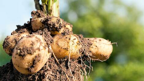 Nieuw fungicide tegen phytophthora: zekerheid in alle schema’s