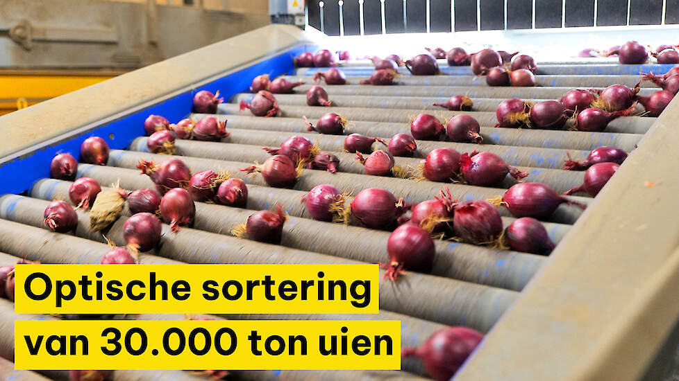 Optische sortering voor constante kwaliteit van 30.000 ton uien