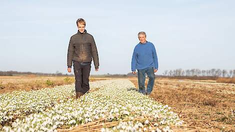 Fotoserie: ‘Sneeuwklokje is mooie, maar uitdagende teelt’