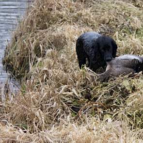 Terwijl de ene gans gebracht wordt, vliegen twee Nijlganzen over; „Heel agressieve vogels”, fluistert Van Werven. Ze vliegen te hoog voor de wildbeheerder.