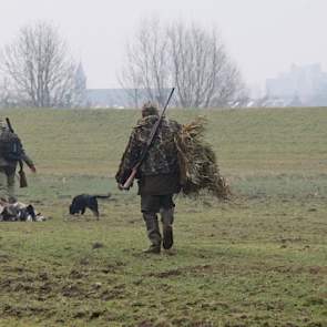 Aan elke ochtend komt een einde. Hoe wil je 300.000 ganzen uitschakelen als twee vrijwilligers er in 5 uren slechts zeven schieten? Het akkoord is onwerkbaar vinden de wildbeheerders.