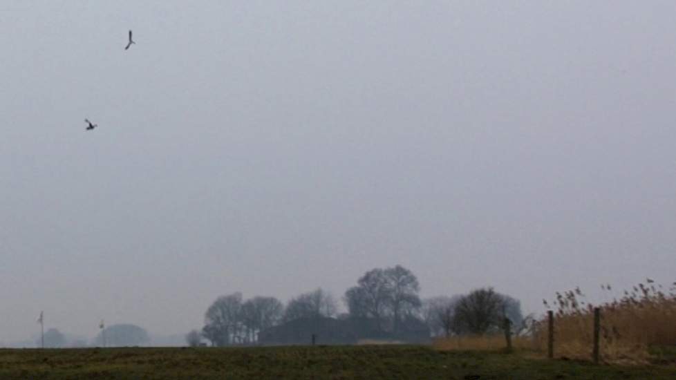 Boven de wintertarwe komt één van de ganzen naar beneden. Het verkleinen van de ganzenpopulaties zou volgens de gedragsregels van de jagers juist in de winter moeten plaatsvinden, anders dan in het G7-akkoord wordt beschreven. ‘Zou het een getrouwd koppel