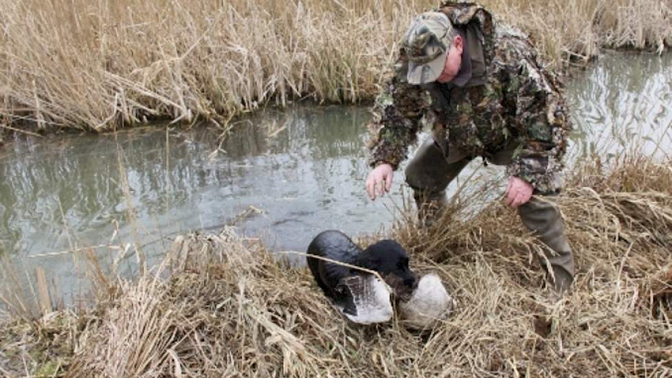 Cockerspaniël Noa komt met de geschoten gans uit het water.