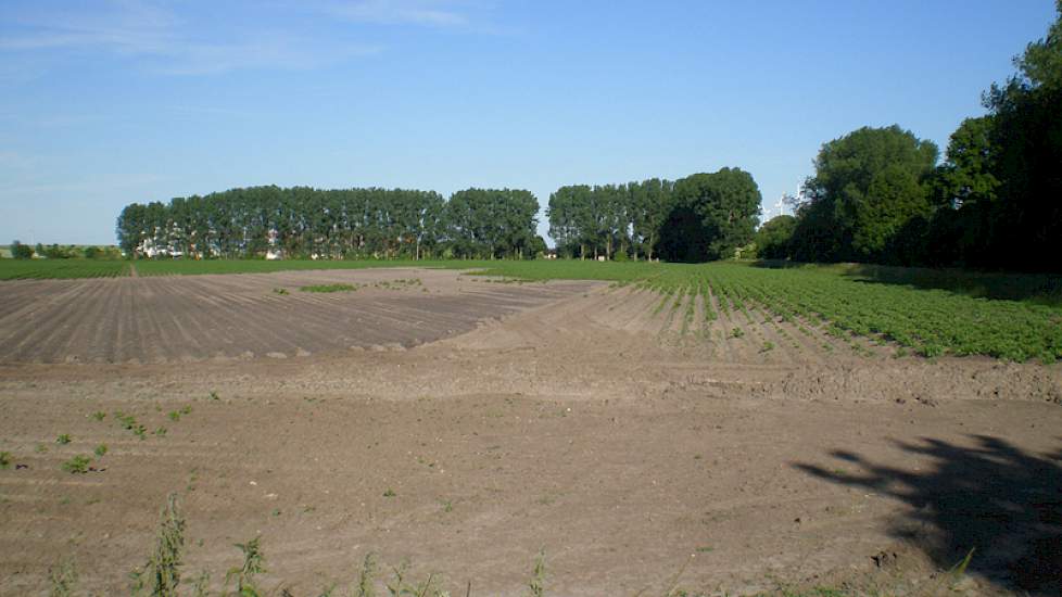 Krap 100 millimeter regen binnen 24 uur heeft op een aantal percelen flinke schade veroorzaakt. Op een aantal laaggelegen perceelsdelen (links) zijn half juni nog steeds waterplassen te zien. Op dit aardappelperceel (rechts) is een deel van de ruggen wegg