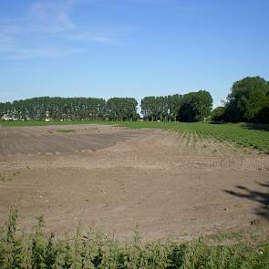 Krap 100 millimeter regen binnen 24 uur heeft op een aantal percelen flinke schade veroorzaakt. Op een aantal laaggelegen perceelsdelen (links) zijn half juni nog steeds waterplassen te zien. Op dit aardappelperceel (rechts) is een deel van de ruggen wegg