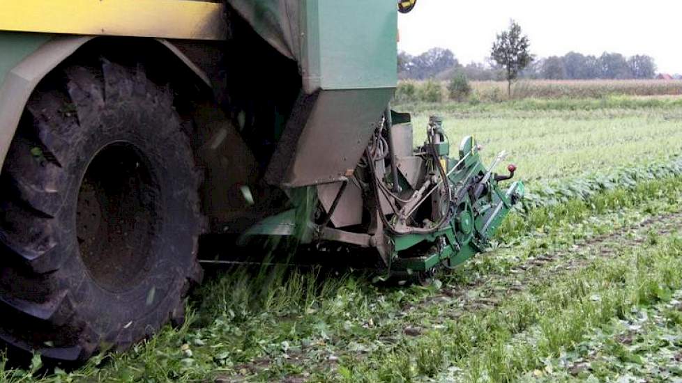 Op 7 juli ging het zaad op ruim 17 hectare de grond in en 76 dagen later verwacht Oerlemans de sperziebonen in de fabriek. Het ras Stanley heeft precies die tijd nodig om te groeien.  Er blijven bonen achter op het land omdat de planten snel bloeiden. Lee