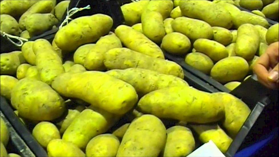 Aardappelrassen show bij Meijer BV in Rilland