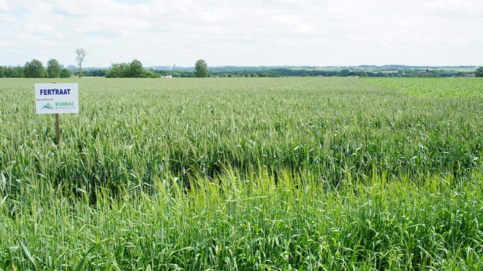 Strokenvergelijking fertraat in wintertarwe.