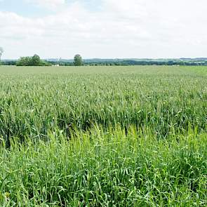 Strokenvergelijking fertraat in wintertarwe.