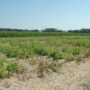 Door de verschillen in resistentie is een lappendeken ontstaan van zwaar en minder zwaar aangetaste aardappelplanten