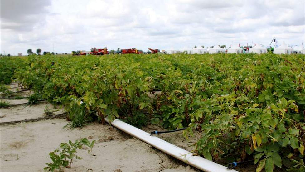 Sinds de aardappelen in de grond zitten, loopt een vertigatieproef in Westmaas, voor het eerst met consumptieaardappelen. Broere, PPO, Yara, Netafim en Crop Solutions staken de koppen bij elkaar om duurzaam water toe te dienen. Daar waar water schaars is