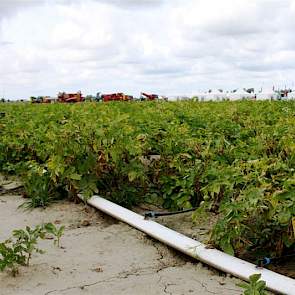 Sinds de aardappelen in de grond zitten, loopt een vertigatieproef in Westmaas, voor het eerst met consumptieaardappelen. Broere, PPO, Yara, Netafim en Crop Solutions staken de koppen bij elkaar om duurzaam water toe te dienen. Daar waar water schaars is