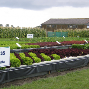 Op de Open Field Demo Days van Syngenta was ook een demonstratie van de teelt op water te zien. De veredelaar is nieuwsgierig welke van haar bestaande brassica- en slarassen het geschiktst is voor de teeltmethode.