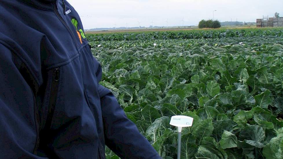 Het eerder geïntroduceerde bloemkoolras Cercy voor de verwerkende industrie. Het ras heeft volgens vertegenwoordiger Filip Hermans van Rijk Zwaan goede afgeronde roosjes. Het ras vraagt bij de start iets meer stikstof dan gemiddeld.