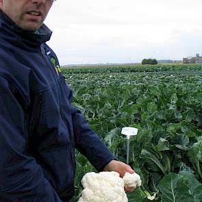 Het eerder geïntroduceerde bloemkoolras Cercy voor de verwerkende industrie. Het ras heeft volgens vertegenwoordiger Filip Hermans van Rijk Zwaan goede afgeronde roosjes. Het ras vraagt bij de start iets meer stikstof dan gemiddeld.