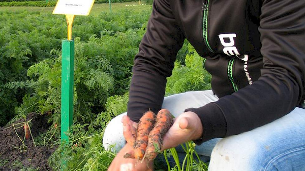 Vertegenwoordiger Joris Ursem van Bejo Zaden toont de schijvenpeen Numacia. ,,Dit ras is ook geschikt voor de versmarkt en we kijken nu of het ras met een hoge plantdichtheid ook aanslaat in de waspeensector.” Volgens Ursem is voor komend seizoen voldoend