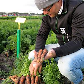 Vertegenwoordiger Joris Ursem van Bejo Zaden toont de schijvenpeen Numacia. ,,Dit ras is ook geschikt voor de versmarkt en we kijken nu of het ras met een hoge plantdichtheid ook aanslaat in de waspeensector.” Volgens Ursem is voor komend seizoen voldoend