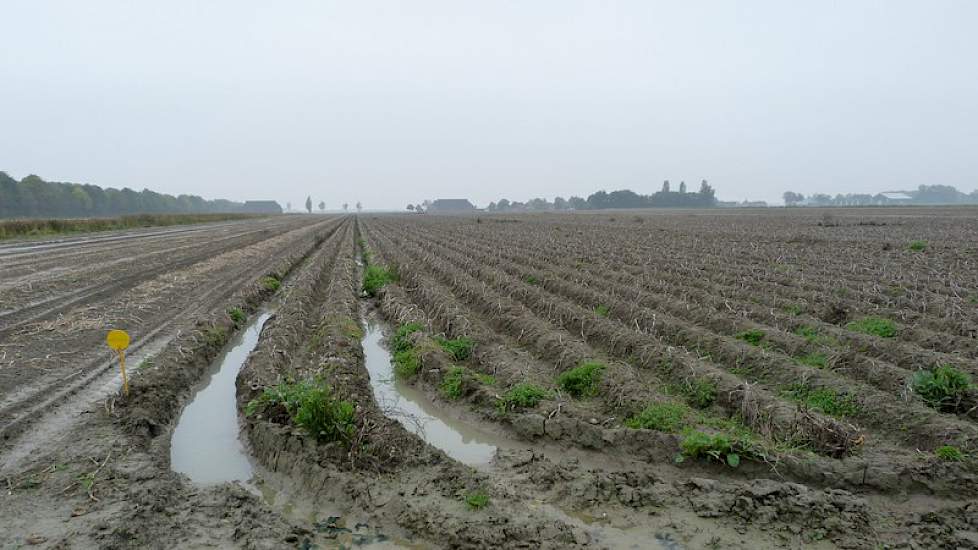 Hoe nat het is is ook goed te zien in de aardappelpercelen waar het water tussen de ruggen staat.