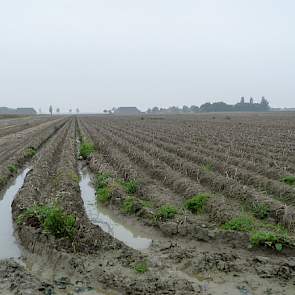 Hoe nat het is is ook goed te zien in de aardappelpercelen waar het water tussen de ruggen staat.