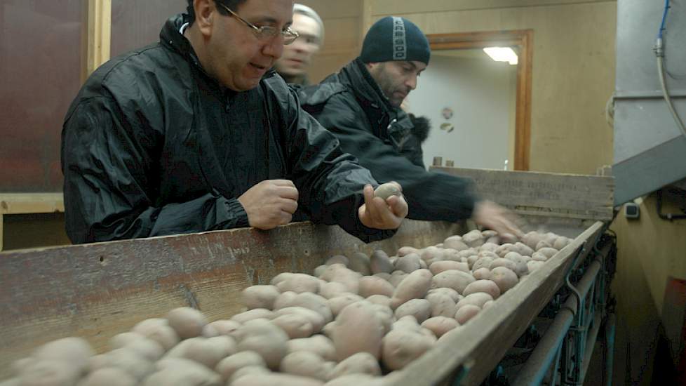 Voordat een vrachtwagen wordt gelost, controleren twee Algerijnen de inhoud van enkele zakken. Als de aardappelen niet goed zijn, wordt de partij teruggestuurd naar de teler. ‘Dat komt helaas een enkele keer voor’, zegt Appeldooren.