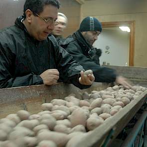 Voordat een vrachtwagen wordt gelost, controleren twee Algerijnen de inhoud van enkele zakken. Als de aardappelen niet goed zijn, wordt de partij teruggestuurd naar de teler. ‘Dat komt helaas een enkele keer voor’, zegt Appeldooren.