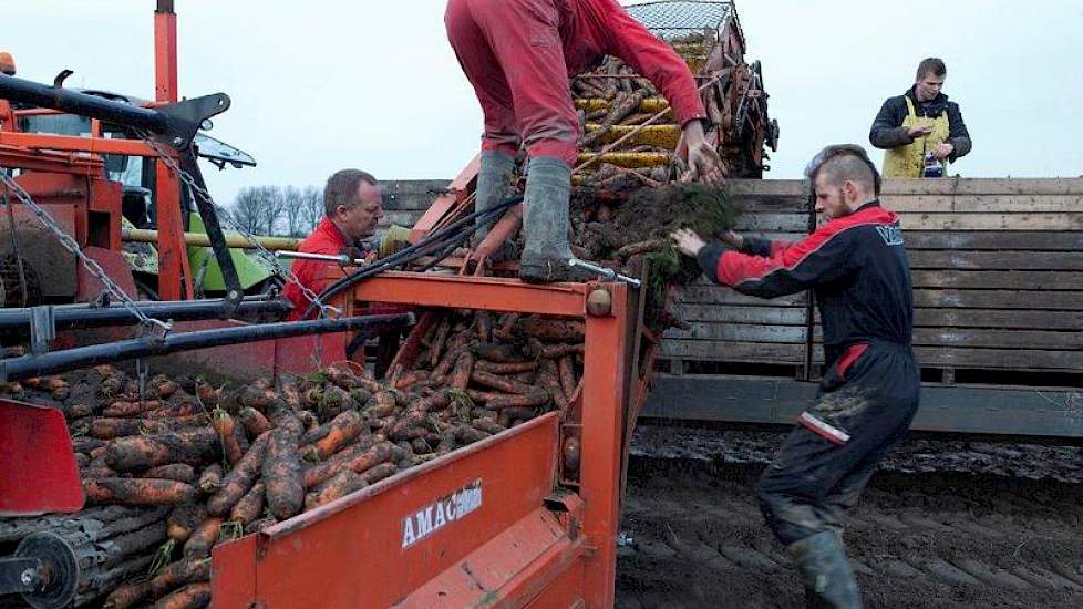 De wortelen staan op een perceel lichte zavel, dat goed is ontwaterd. 'Dat is dit jaar heel belangrijk geweest om te kunnen rooien.'