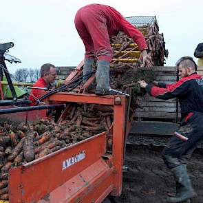 De wortelen staan op een perceel lichte zavel, dat goed is ontwaterd. 'Dat is dit jaar heel belangrijk geweest om te kunnen rooien.'