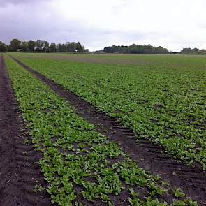 De harde wind is schuin over het perceel gegaan, vooral bij de zandkoppen in het perceel. Op de zwaardere stukken staat het gewas er goed voor.