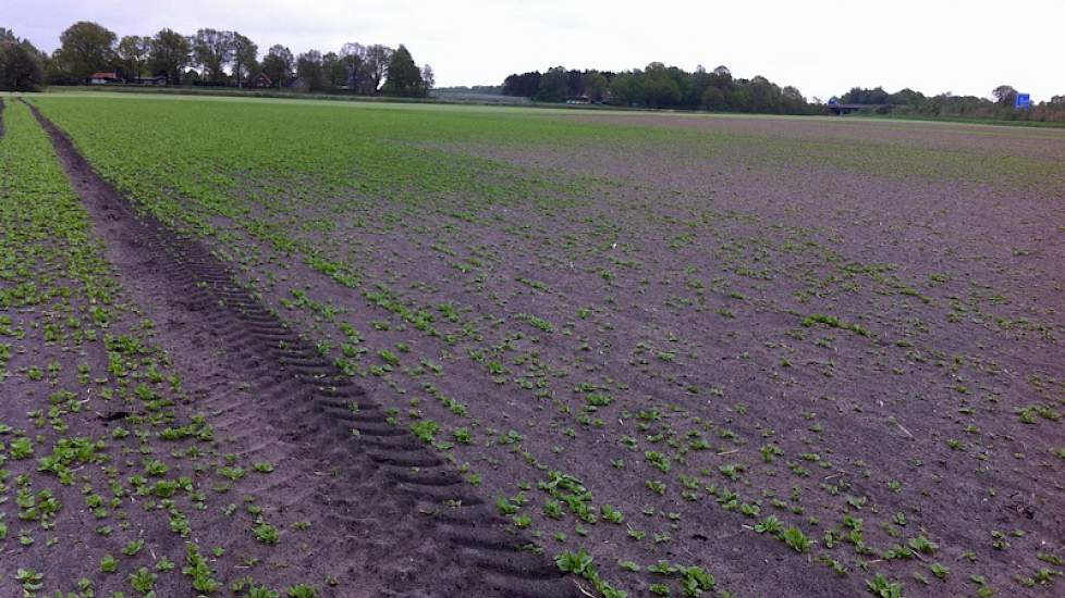 De eerste schade is ontstaan op 18 april toen een stevige wind over het land raasde. Veel jonge gewassen hebben toen zwaar geleden. De spinazie van Siebring werd circa twee weken later opnieuw getroffen door een flinke wind, waardoor de schade alleen maar