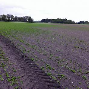 De eerste schade is ontstaan op 18 april toen een stevige wind over het land raasde. Veel jonge gewassen hebben toen zwaar geleden. De spinazie van Siebring werd circa twee weken later opnieuw getroffen door een flinke wind, waardoor de schade alleen maar