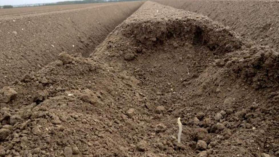 Dieper in de rug zoeken de eerste stengels van de aardappelen van Harry Schreuder een weg naar boven. ‘Over een week de eerste boven’, vraagt hij zich af.