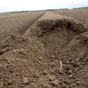 Dieper in de rug zoeken de eerste stengels van de aardappelen van Harry Schreuder een weg naar boven. ‘Over een week de eerste boven’, vraagt hij zich af.