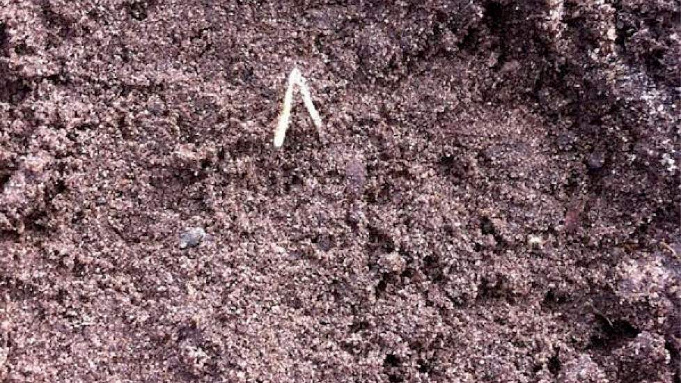 De Parijse wortels van Siebring komen bijna boven, negen dagen na het zaaien. Eind vorige week heeft hij de wortels nog beregend, voor een goede opkomst. De grond met name in de bovenste vijf centimeter was droog, meldt de akkerbouwer uit het Drentse Eric