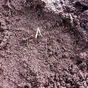 De Parijse wortels van Siebring komen bijna boven, negen dagen na het zaaien. Eind vorige week heeft hij de wortels nog beregend, voor een goede opkomst. De grond met name in de bovenste vijf centimeter was droog, meldt de akkerbouwer uit het Drentse Eric